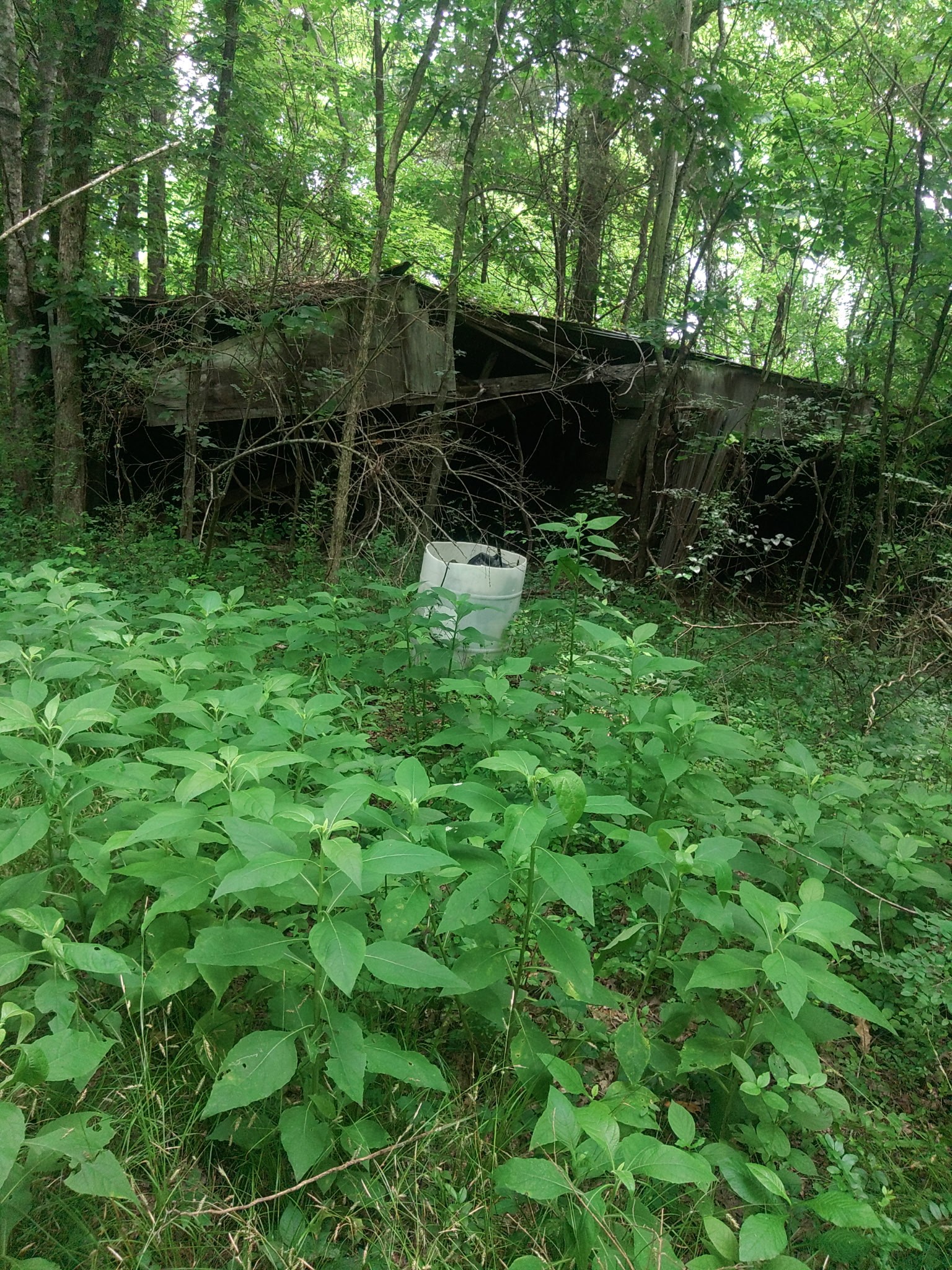 468 Adams Rd