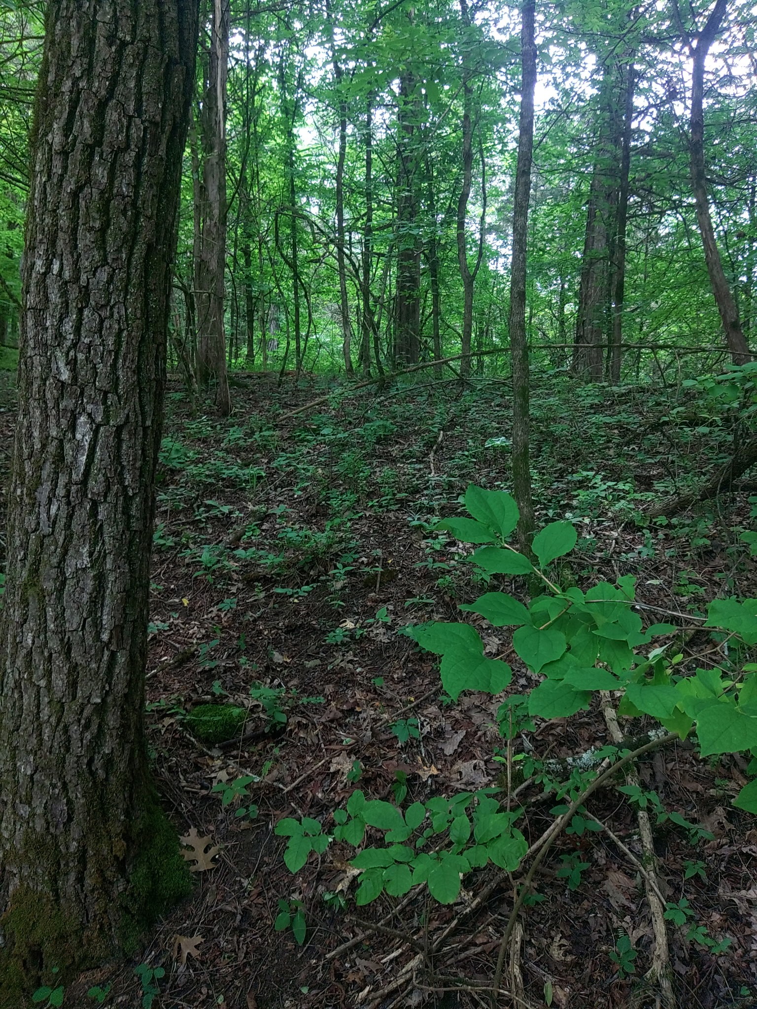 468 Adams Rd