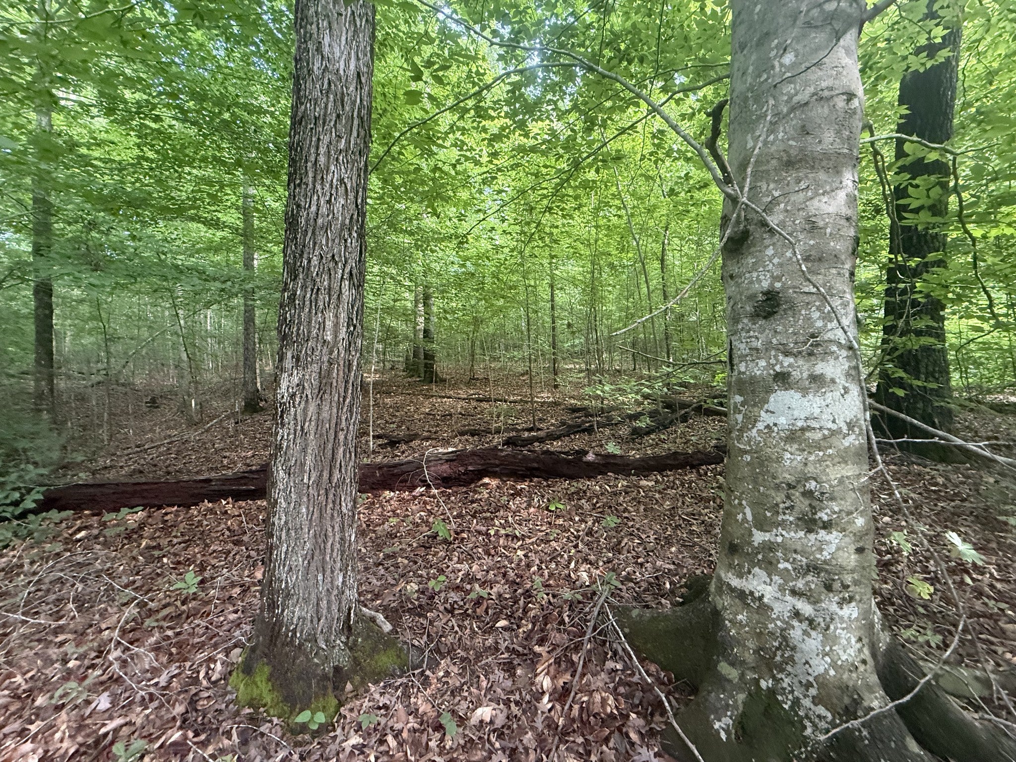 0 Caney Branch Rd