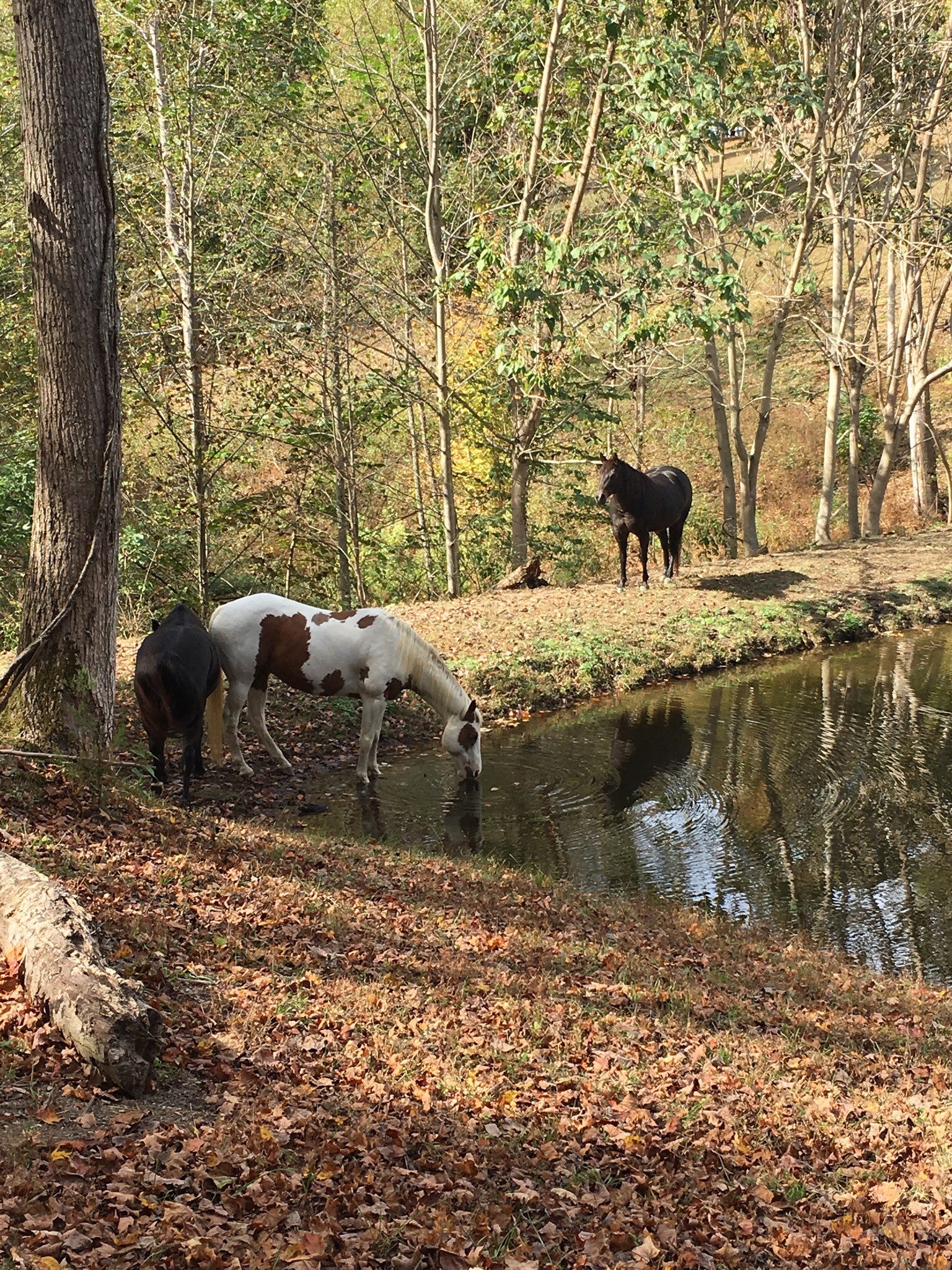 Search Listings 3 4325 Cave Springs Rd