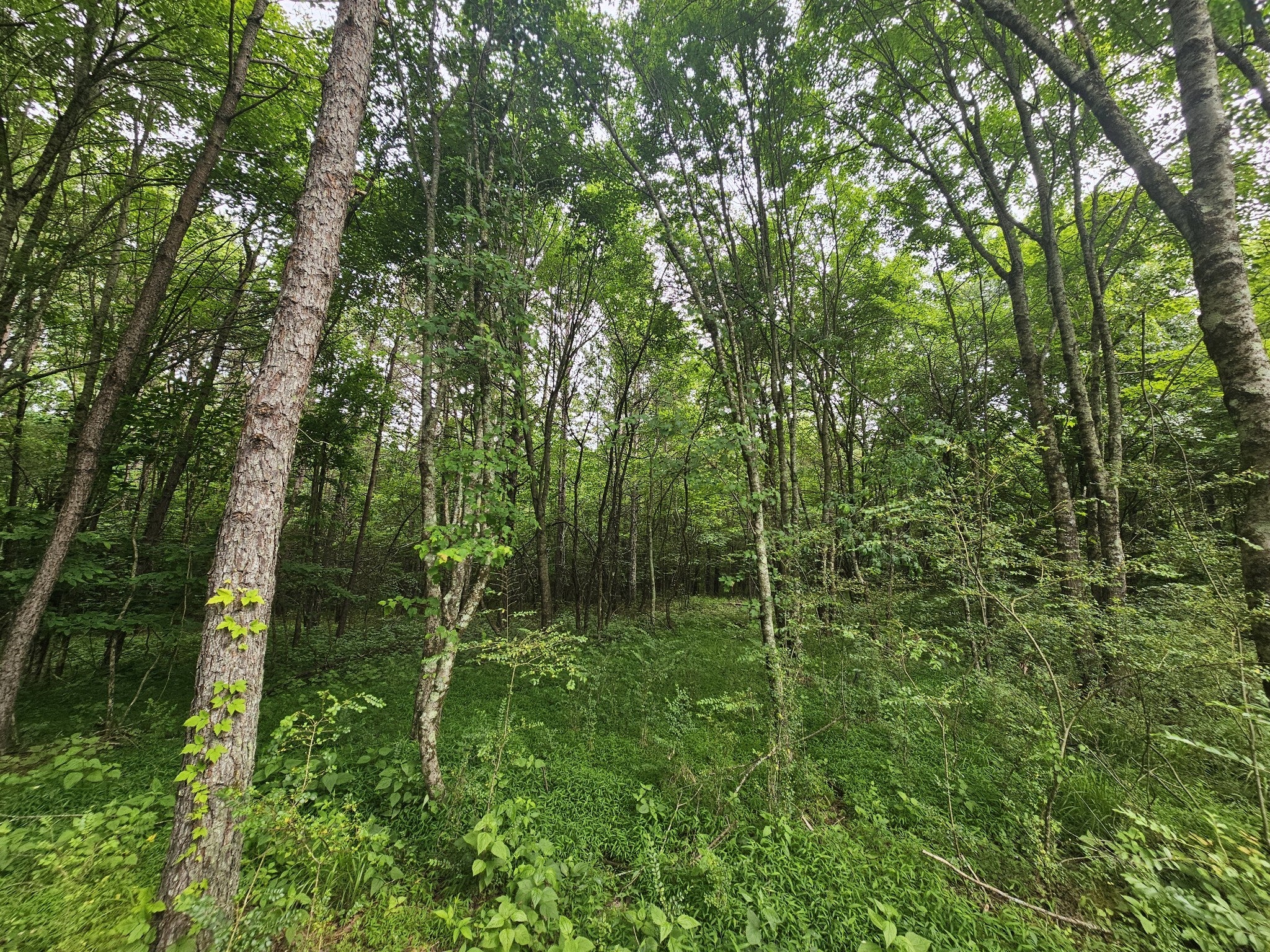 229 Windstone Drive