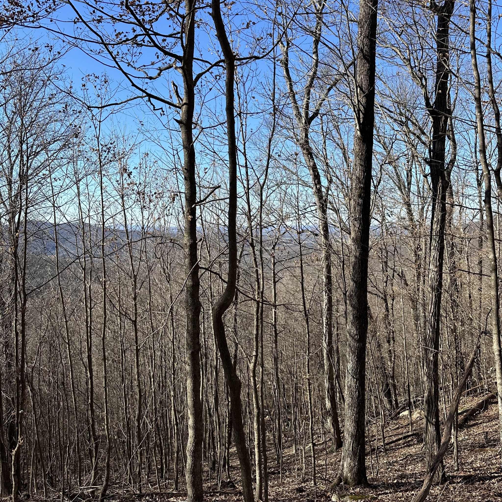 59 Long Mountain Trail