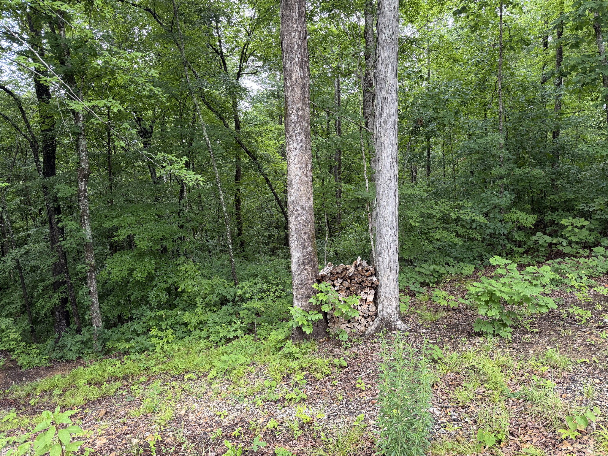 115 Dale Ln