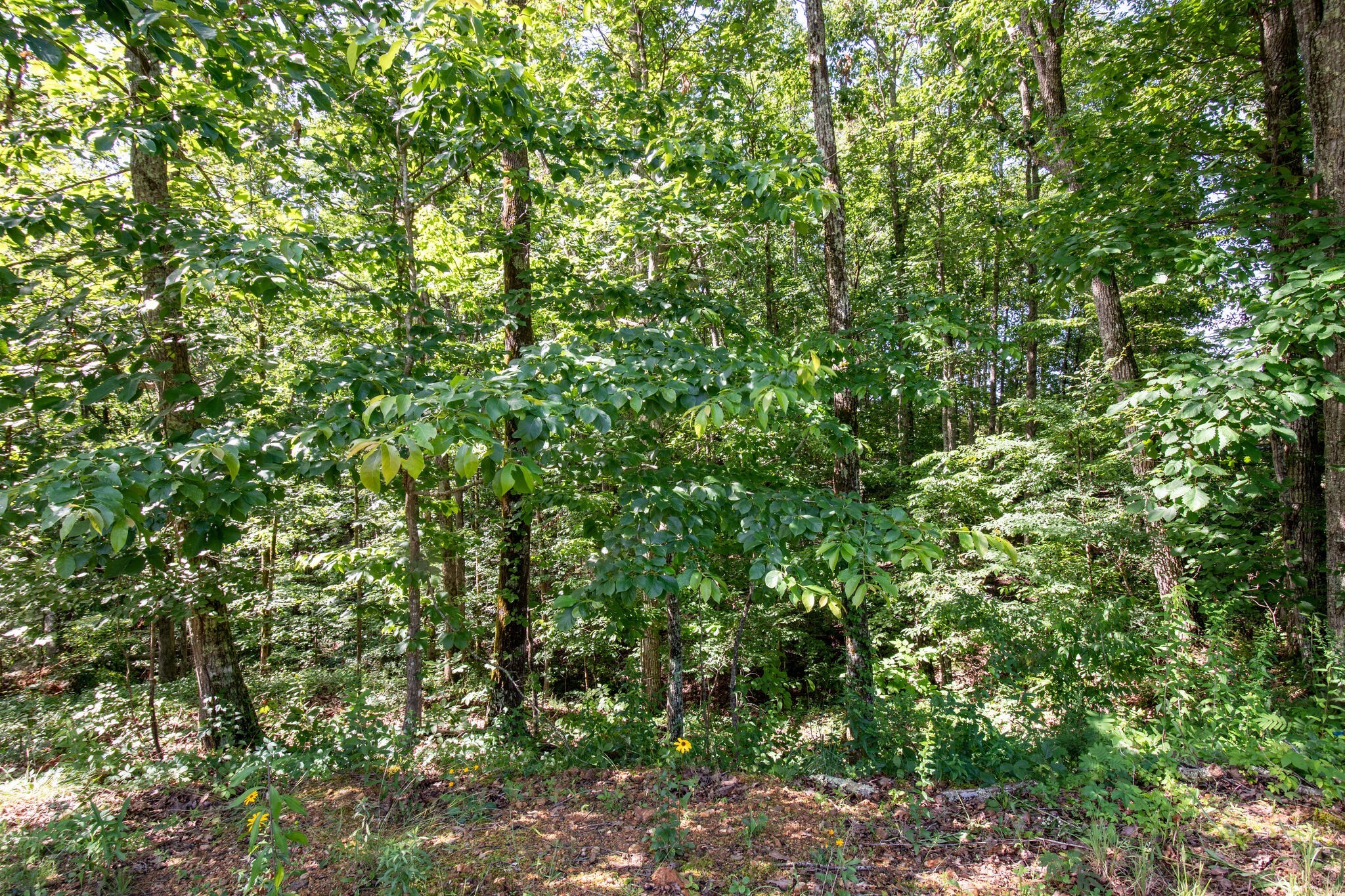 545 Howard Switch Rd