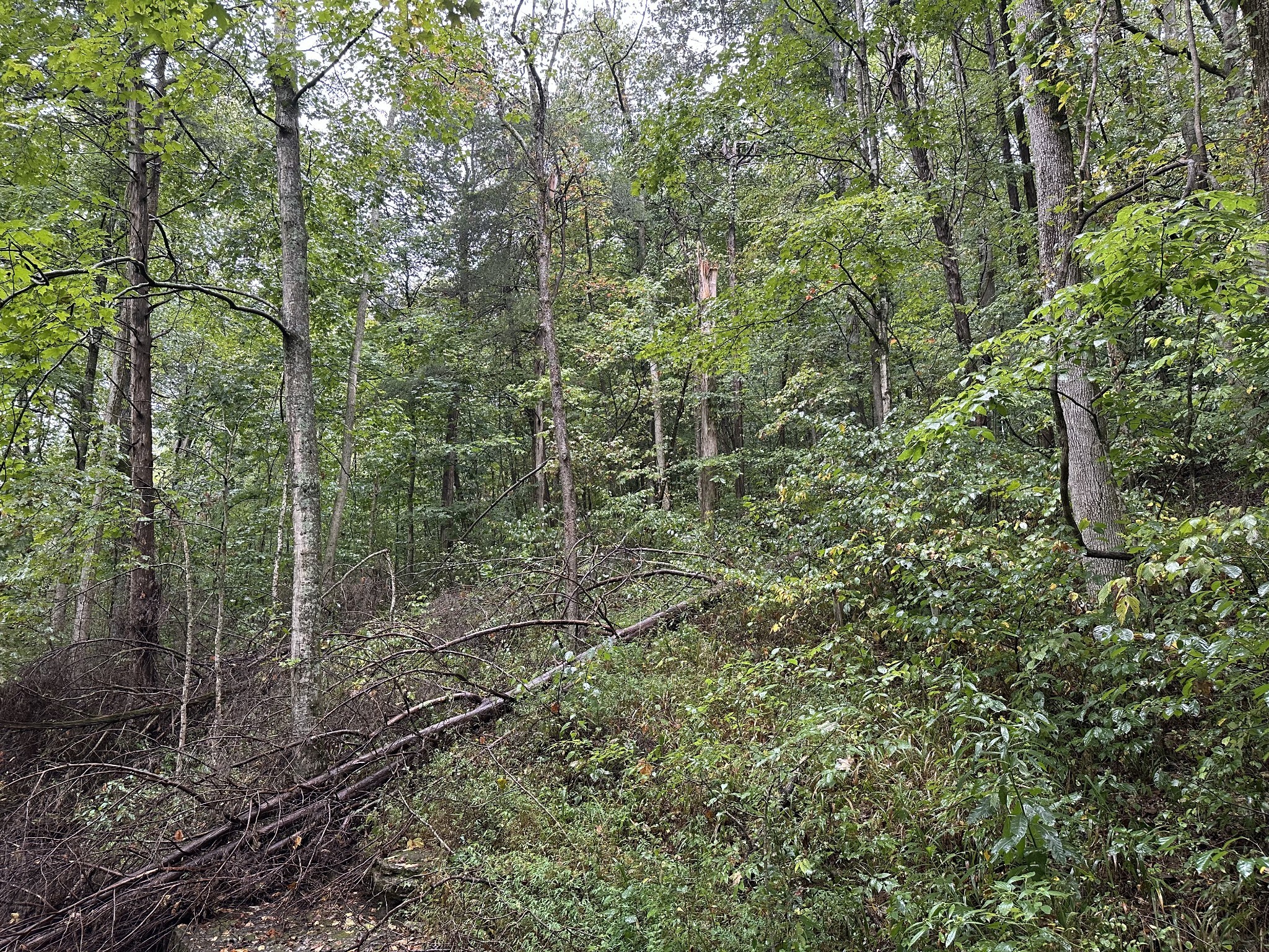 453 Gravely Hill Road