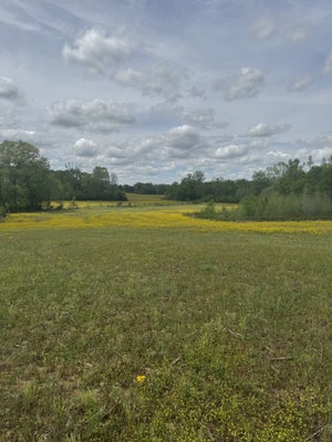 0 TAYLOR CEMETERY RD, BUENA VISTA, TN 38318 - Image 7fbe08fa78eb2320b9efafbc392cfacf/2945884313