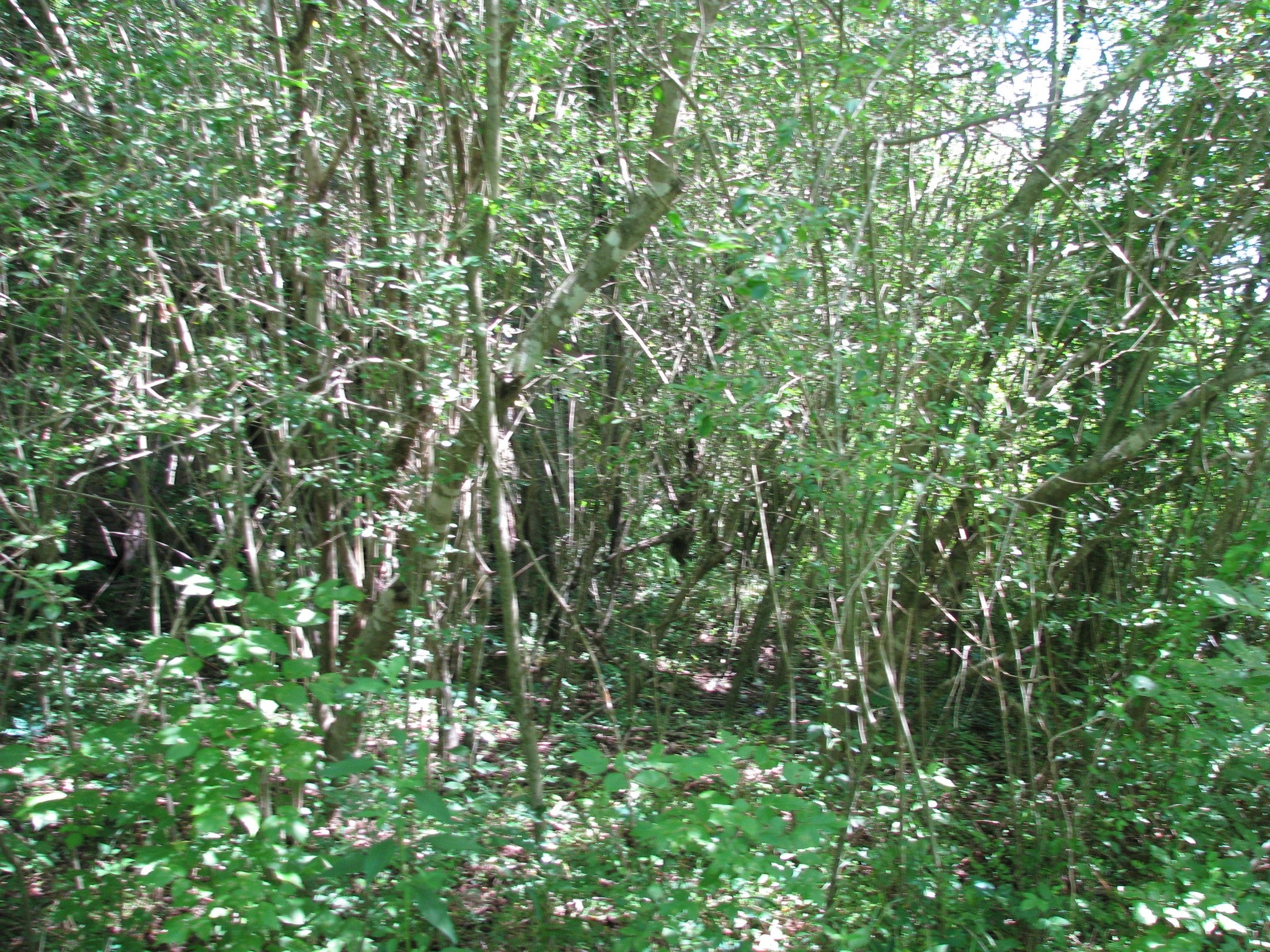 0 Matthews Hollow Rd
