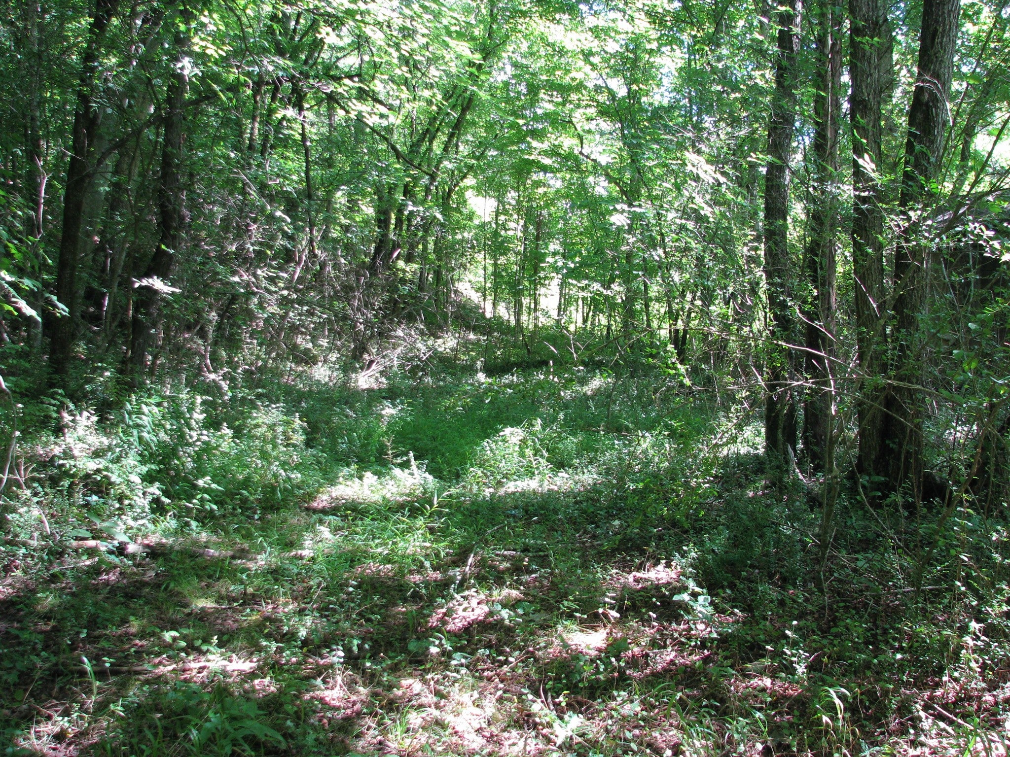 0 Matthews Hollow Rd