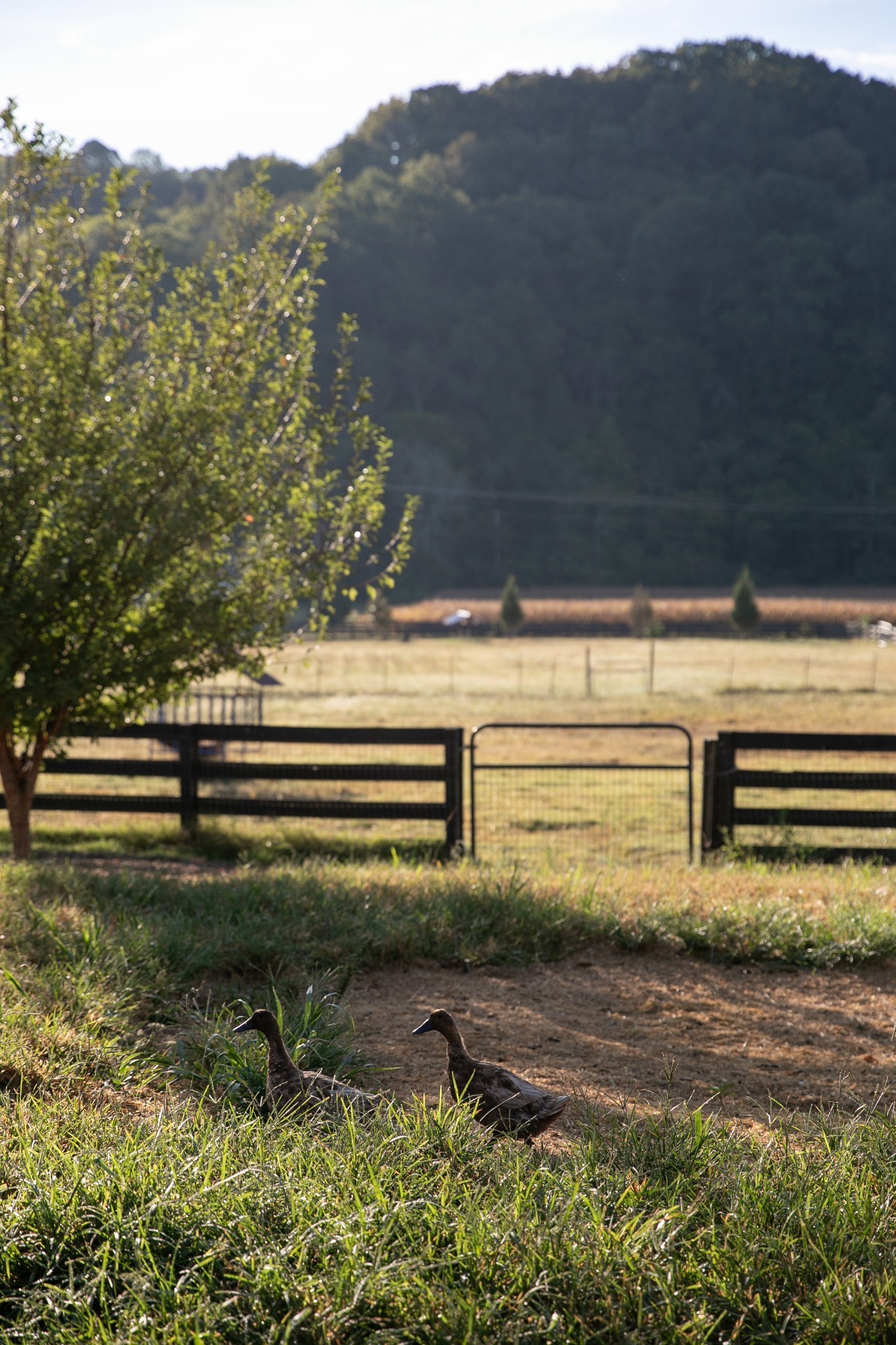 5495 Leipers Creek Rd