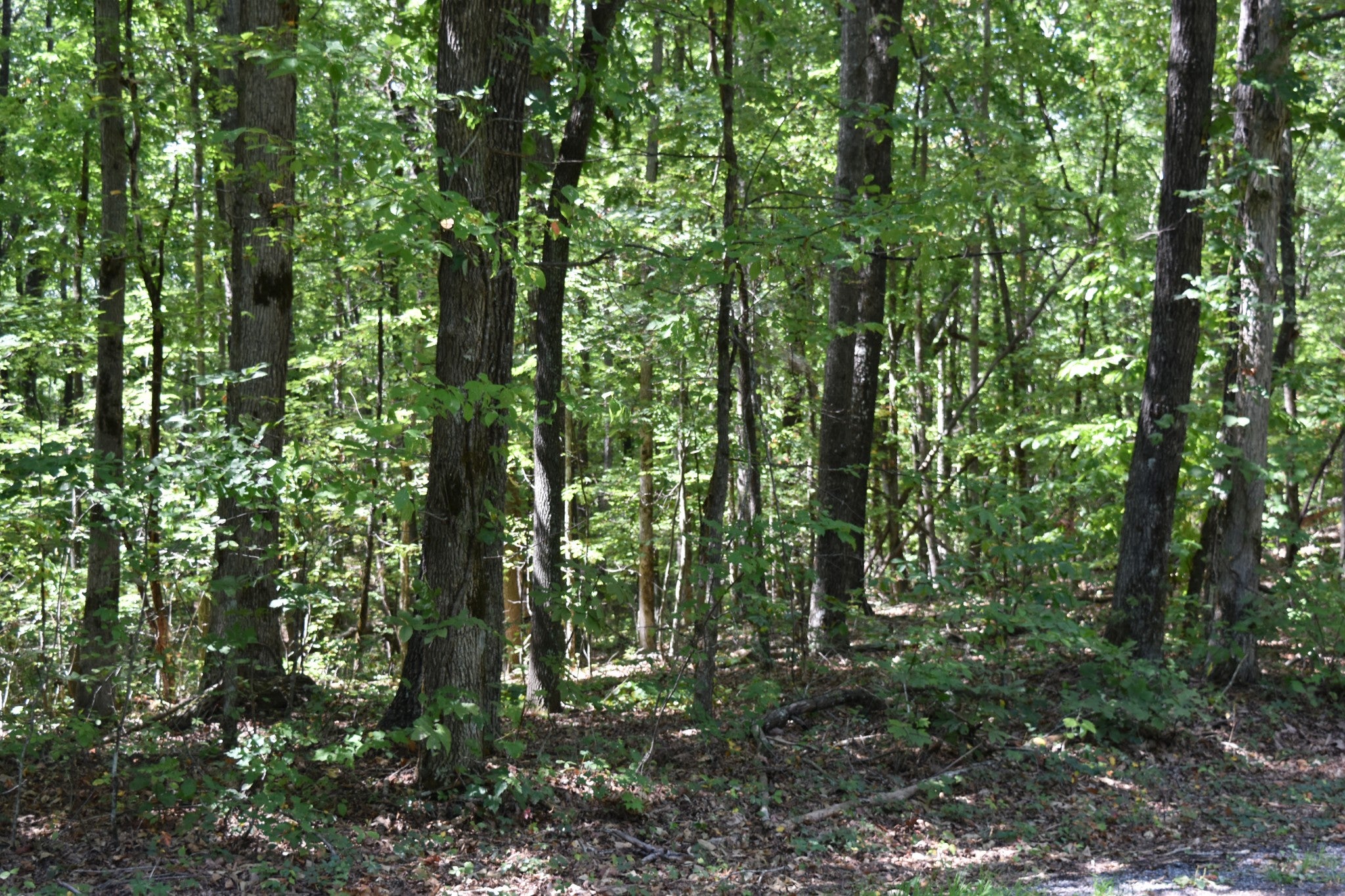 0 Lower Firetower Road