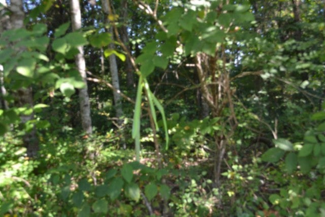 3 ac Rock Springs Rd