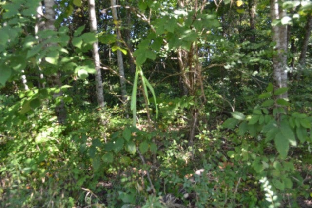 3 ac Rock Springs Rd