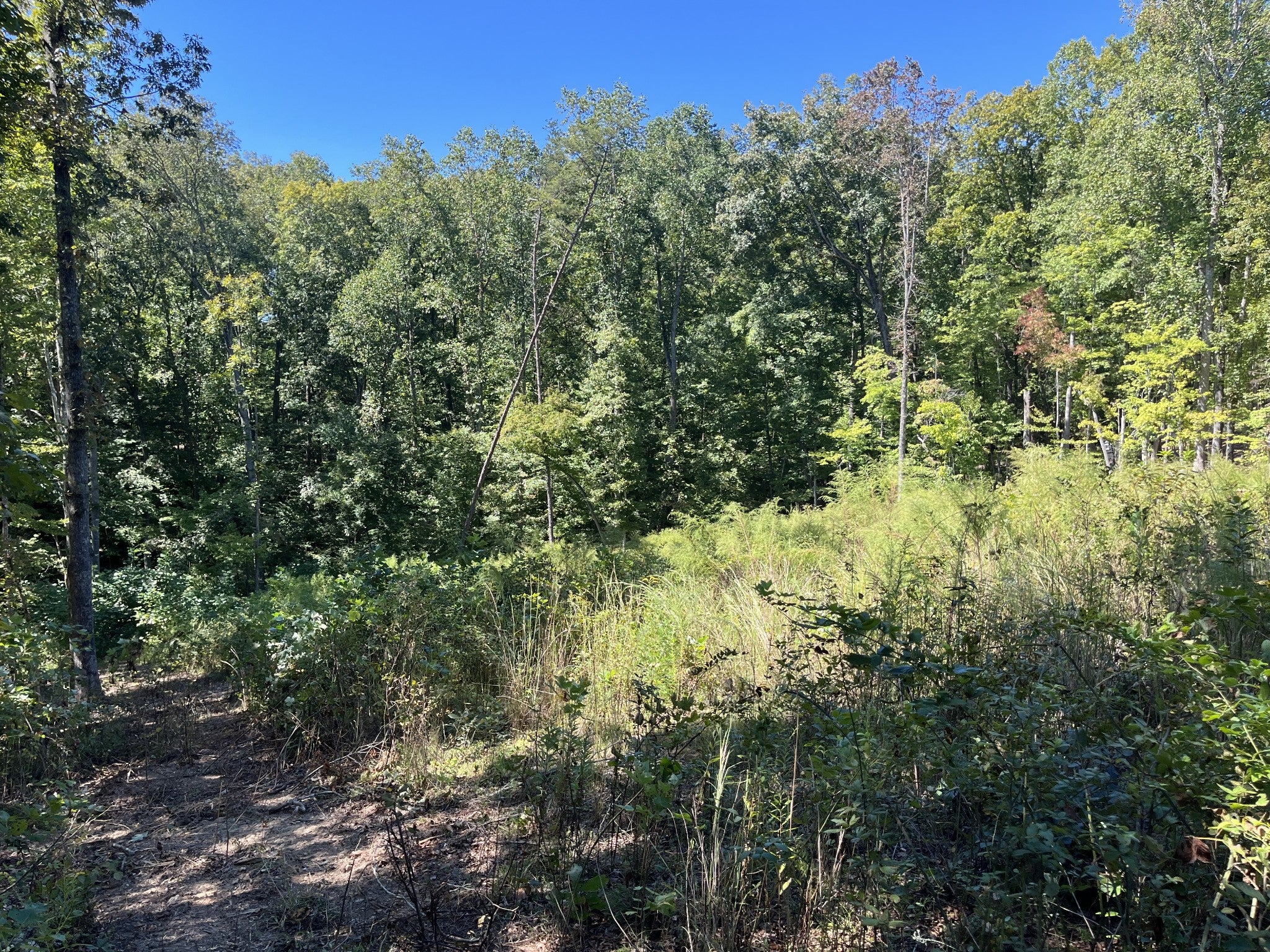 223 Clear Springs Rd - Photo 3