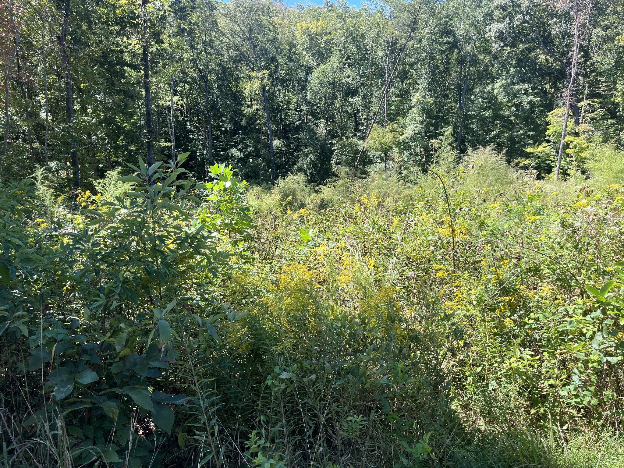 223 Clear Springs Rd - Photo 4