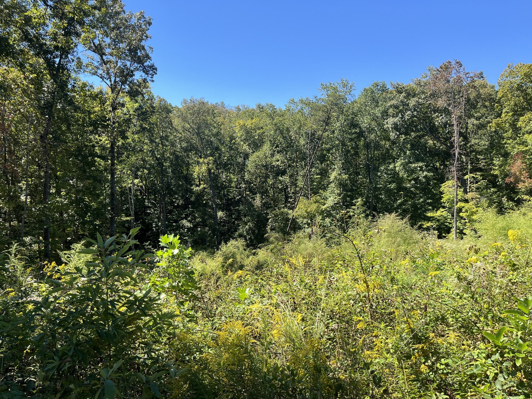 223 Clear Springs Rd