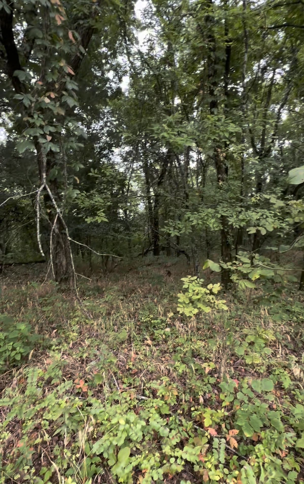 6468 Arno College Grove Rd