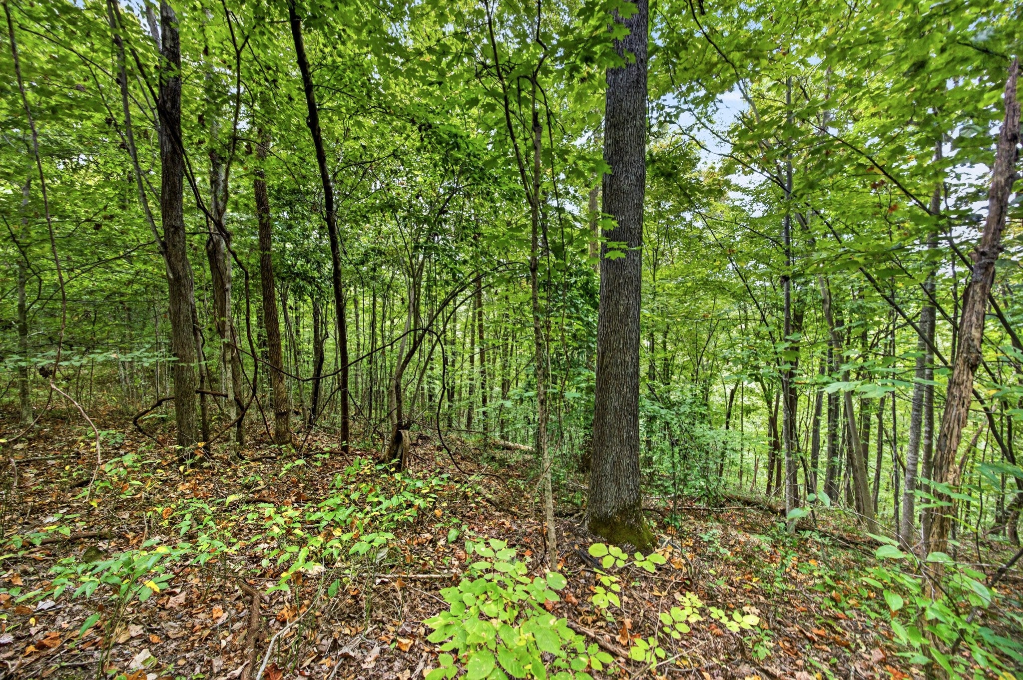 0 Timber Ridge Lane