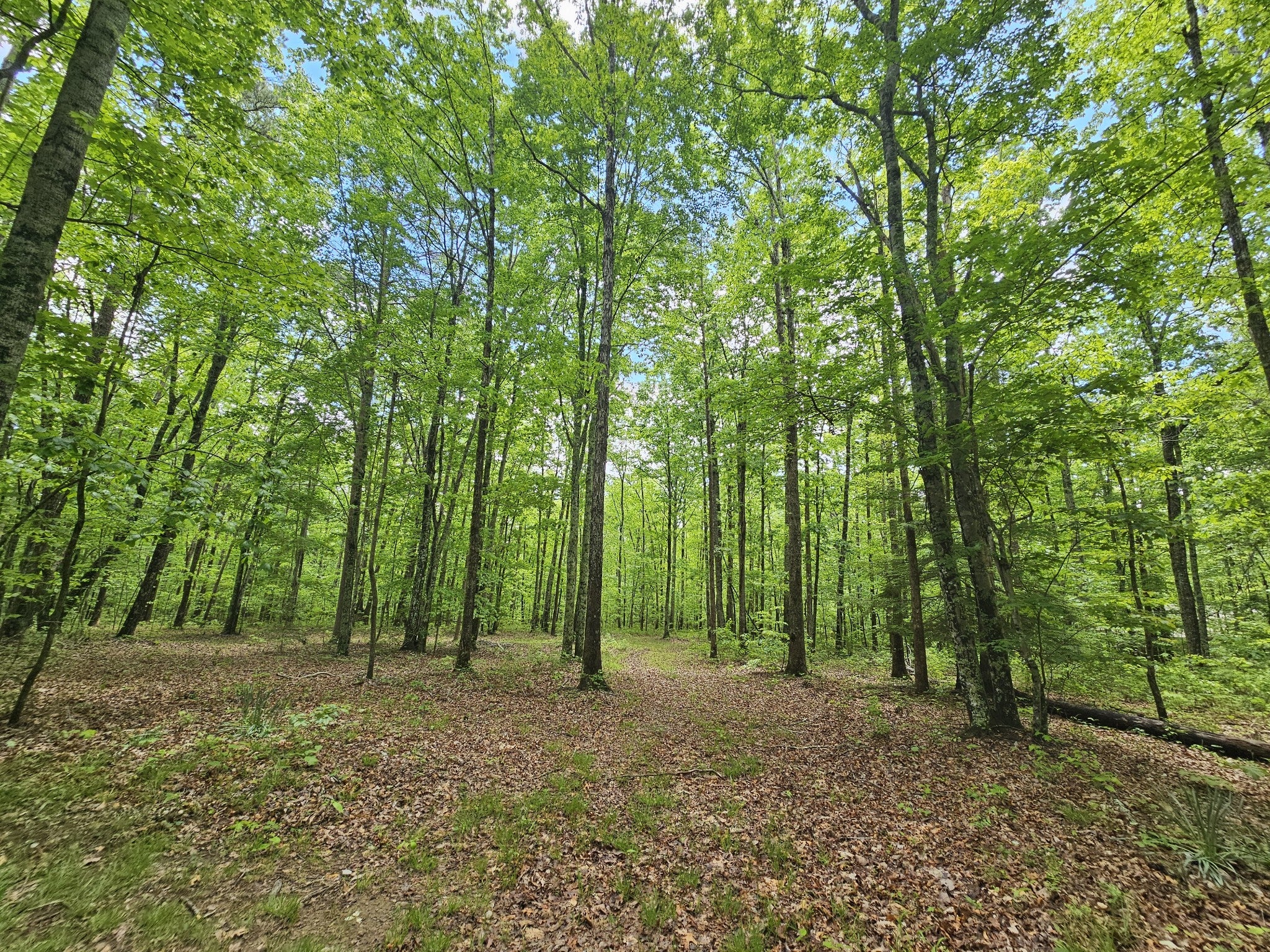 6 Beechwood Trail