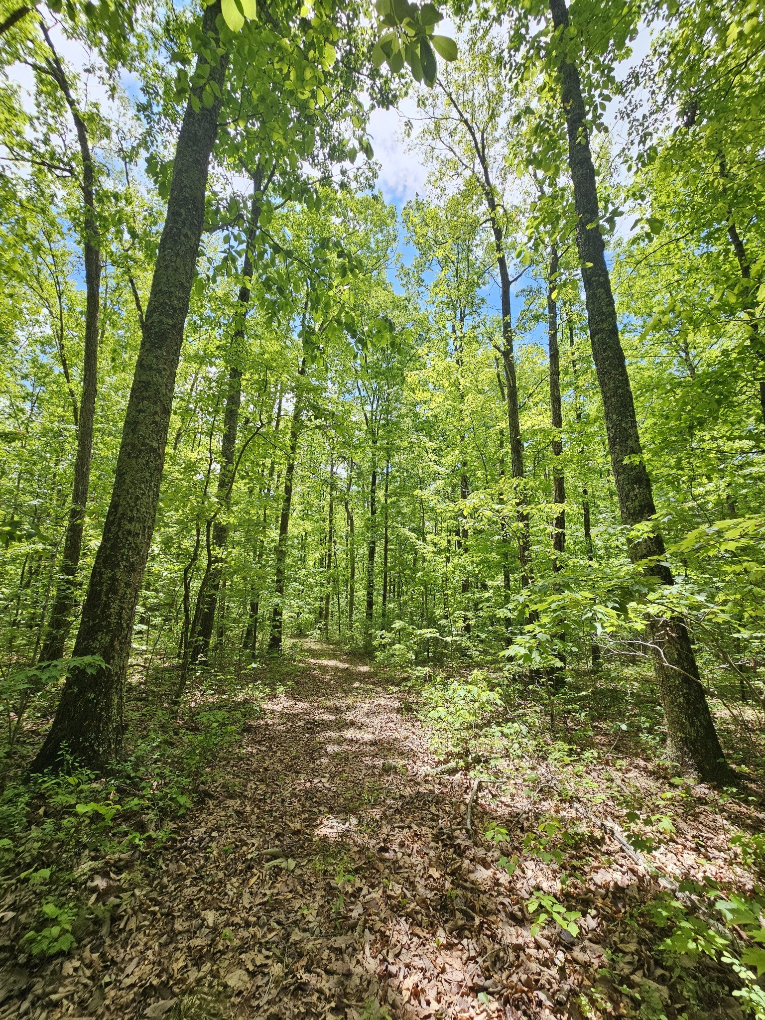 6 Beechwood Trail