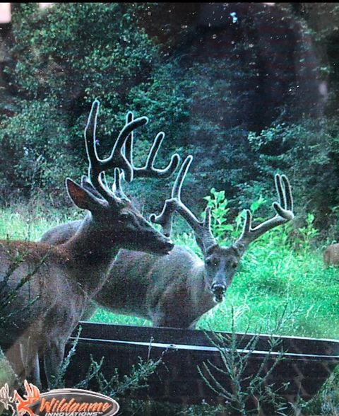 510 Rogues Fork Rd Bethpage TN 37022