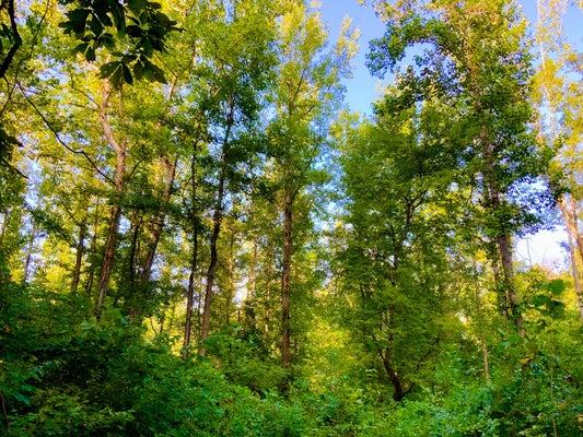 COPPER SPRING RD, SPRINGVILLE, TN 38256 - Image 9372ec0b59c8d68522ffaee86e6baf95/347236755