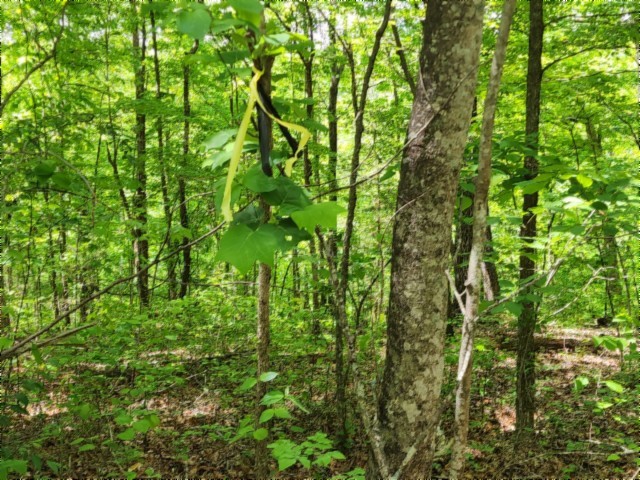 0 Forest Trail Lane