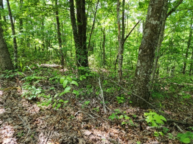 0 Forest Trail Lane
