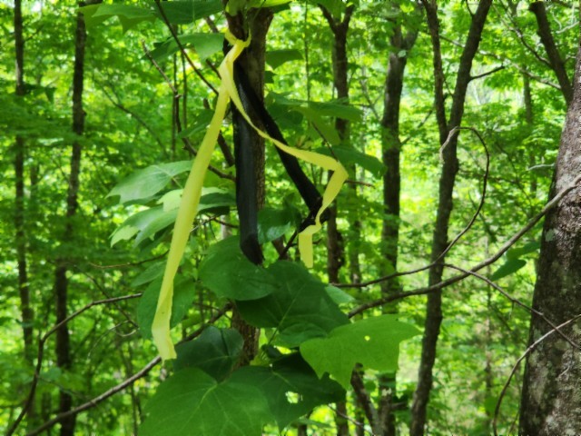 0 Forest Trail Lane