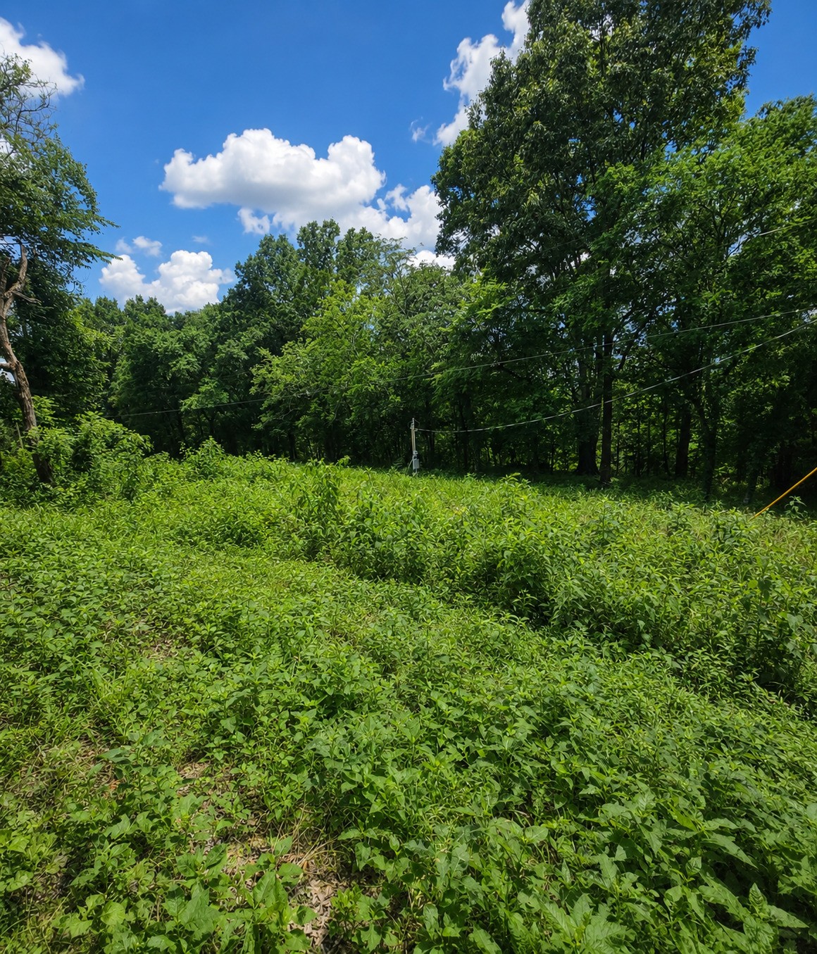 1299 Dixon Town Rd
