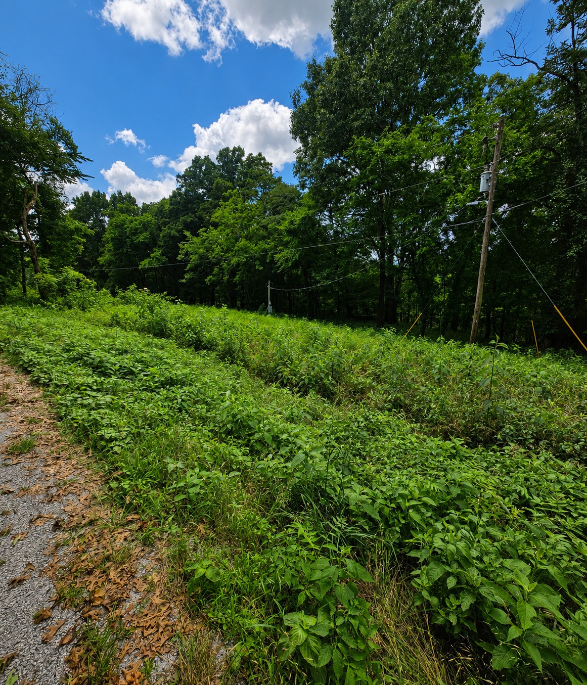 1299 Dixon Town Rd