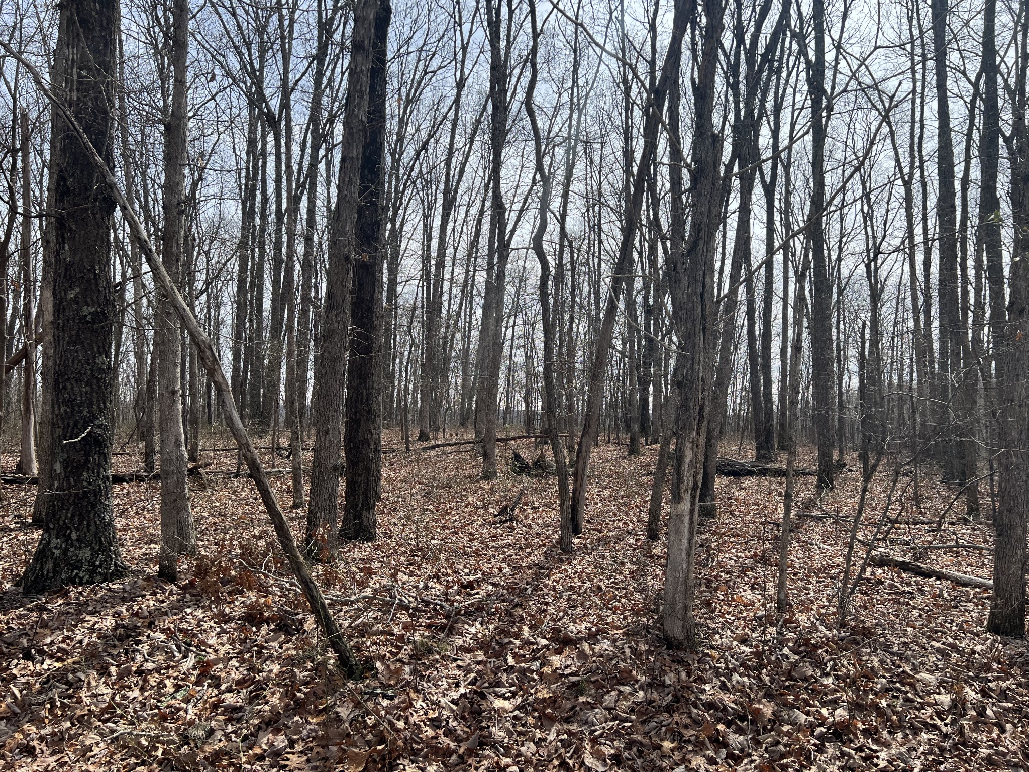 4441 Deer Run Road