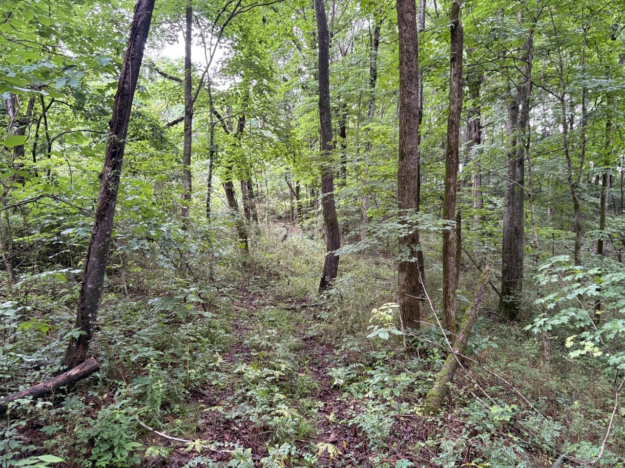0 Ivy Hollow Rd