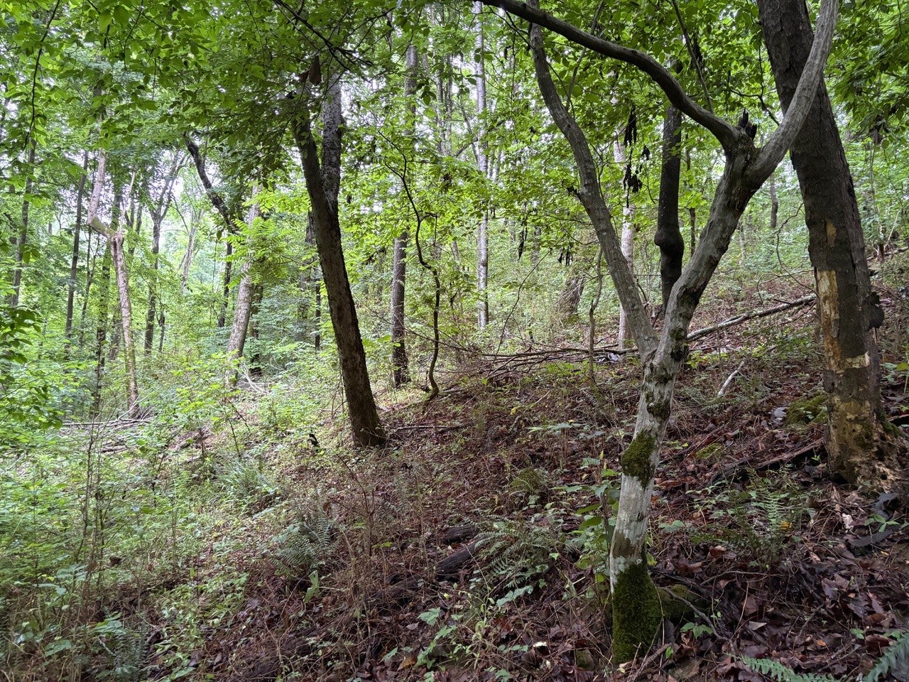 0 Ivy Hollow Rd