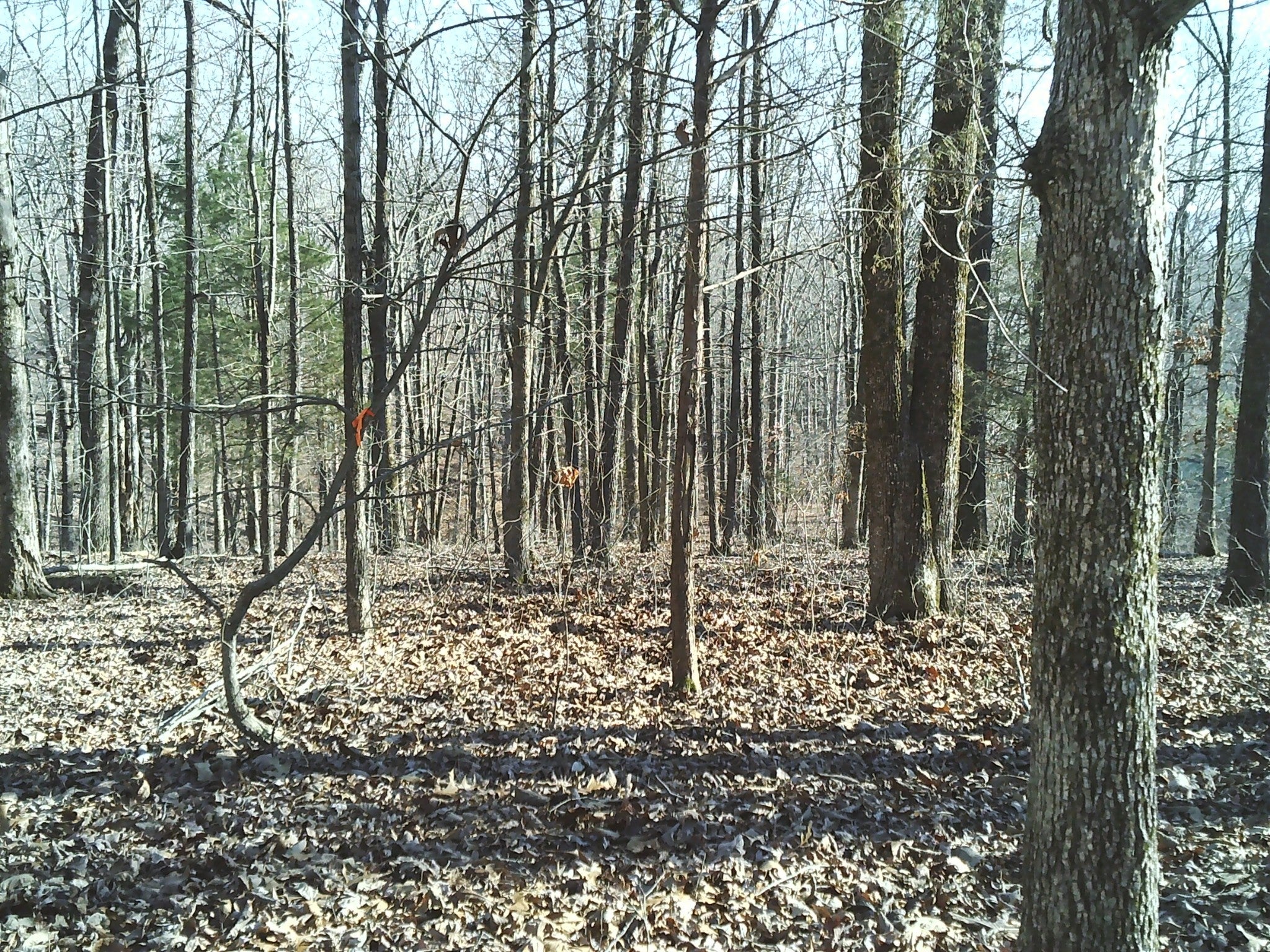 0 Eaglet Ct