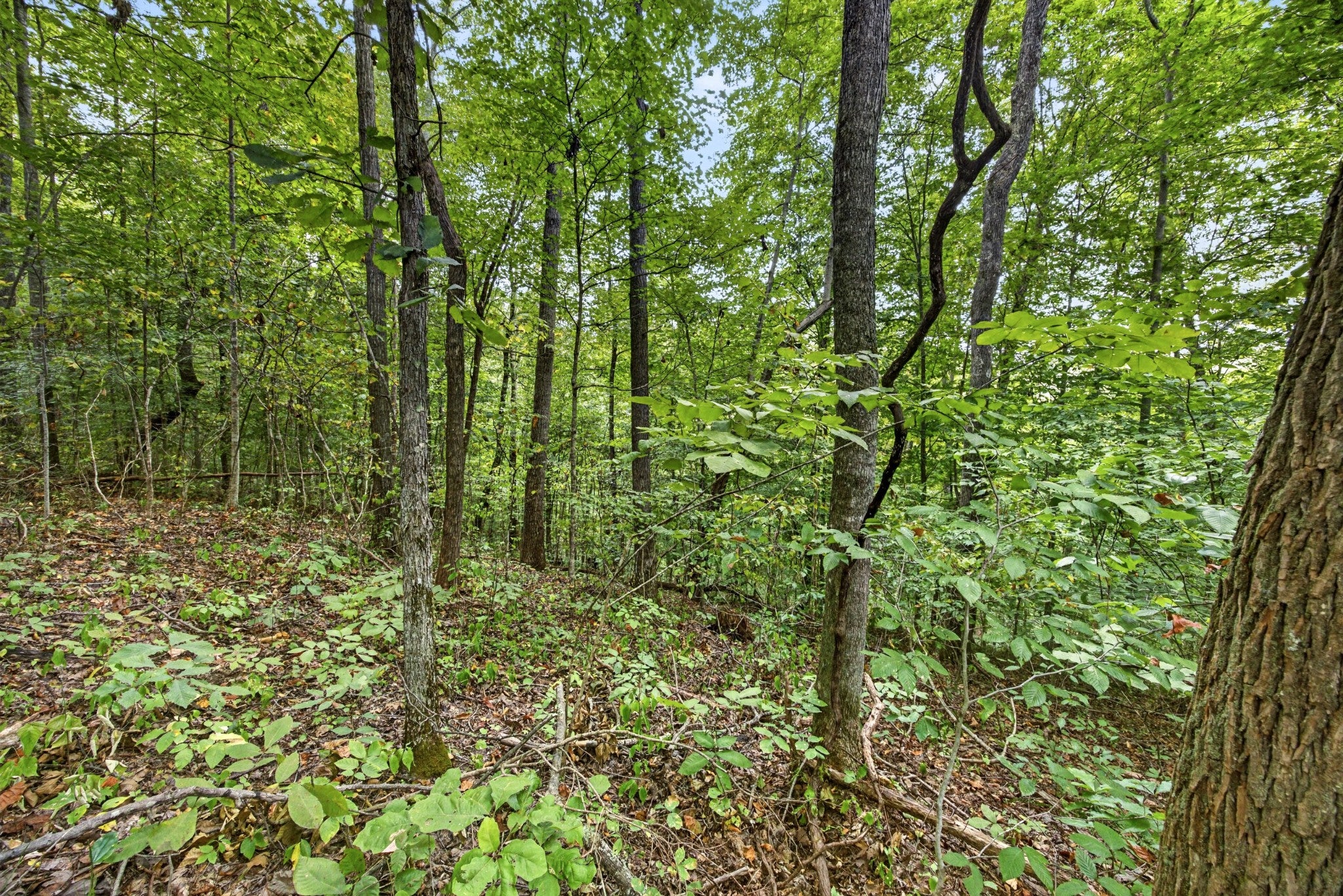 0 Timber Ridge Lane