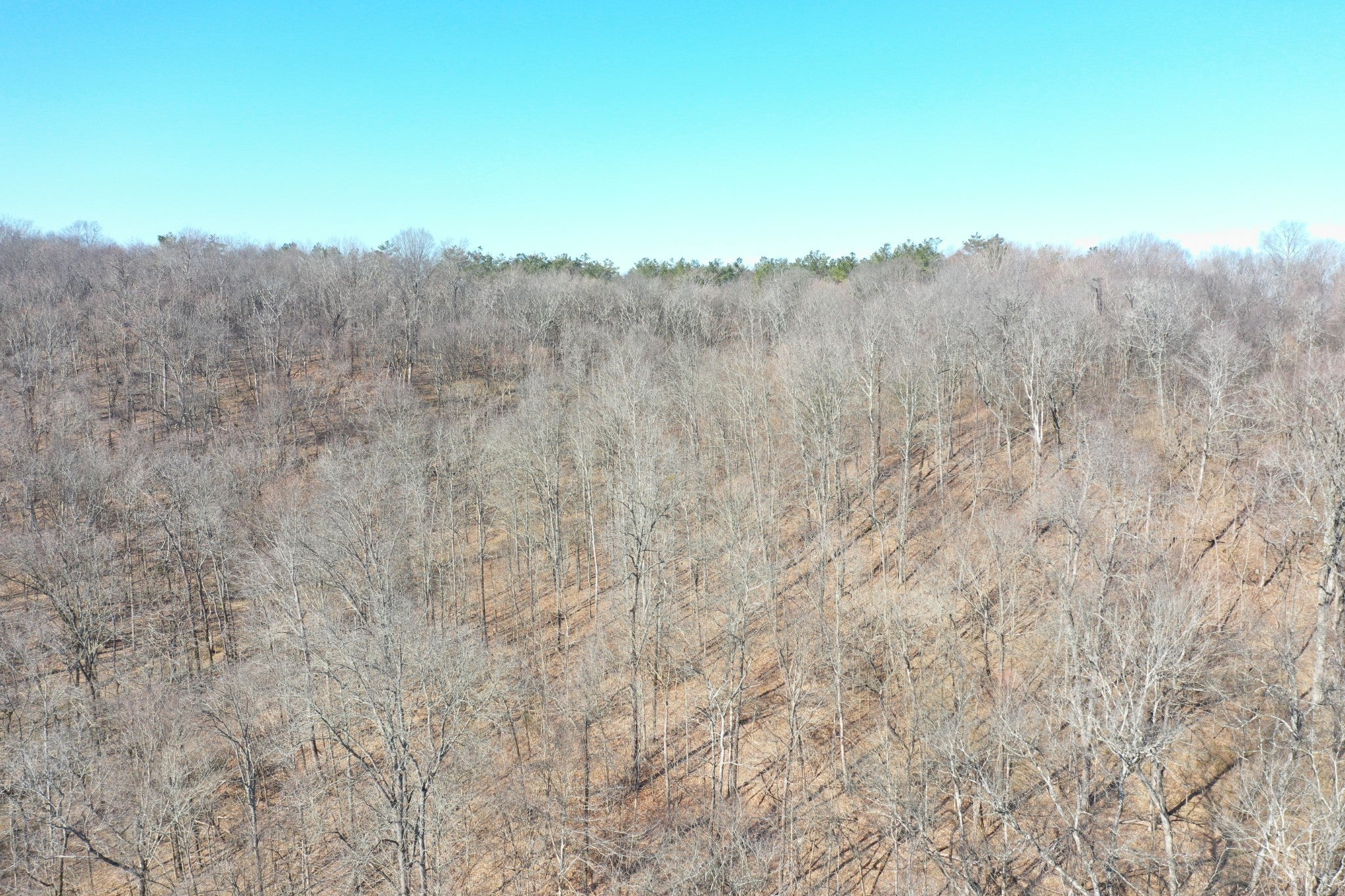0 Dog Branch Rd