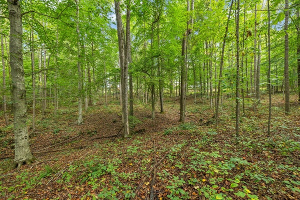 0 TIDWELL SWTICH ROAD, BON AQUA, TN 37025 - Image 9c7dfb711f4af7ebc2cab7a22aafae3e/3839245179