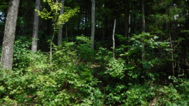 Photo 1 of 9 — 0 .90 Ac. Mayfield Brown Rd, Celina, TN 38551