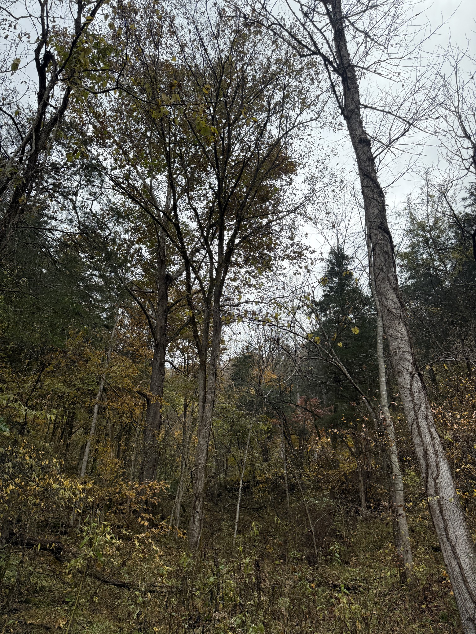 634 Hensley Creek Ln