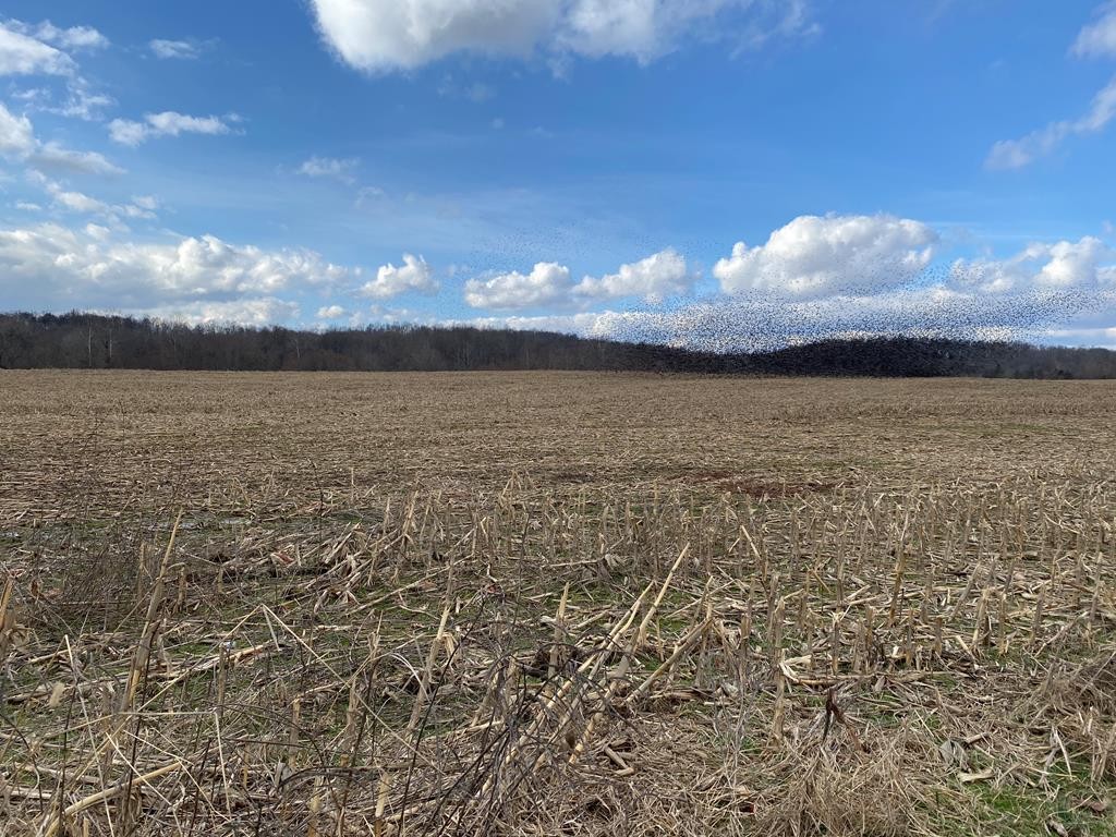 Photo 2 of 2 of 0 Gracey Sinking Fork Rd land