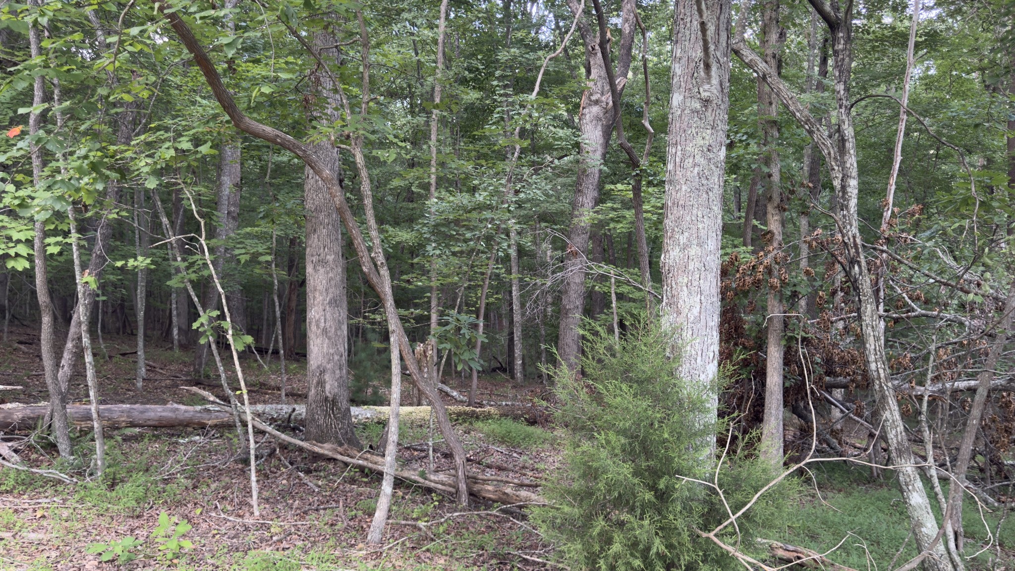 25 Chatham Ct - Photo 4