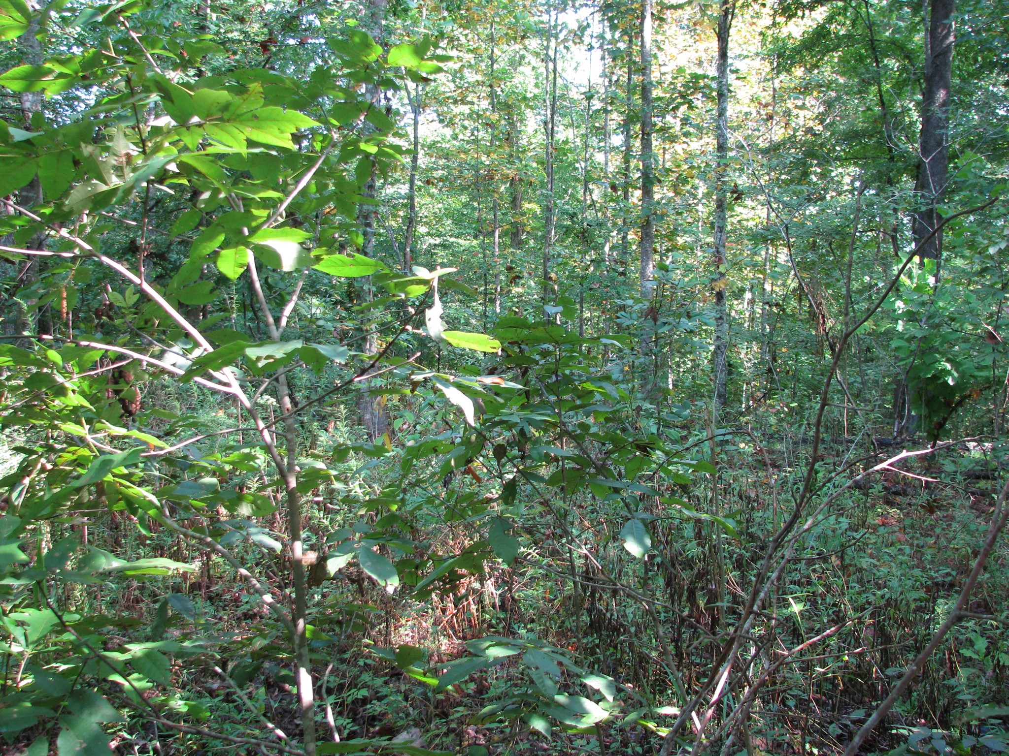 0 Sycamore Landing Rd