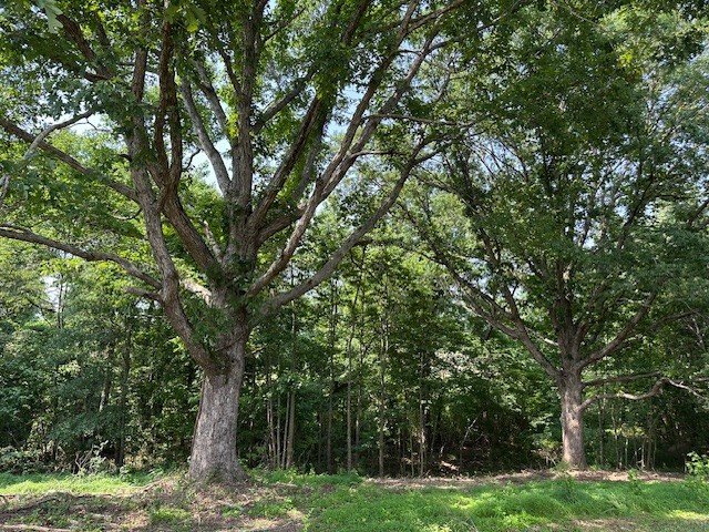 1 Hurricane Creek Rd