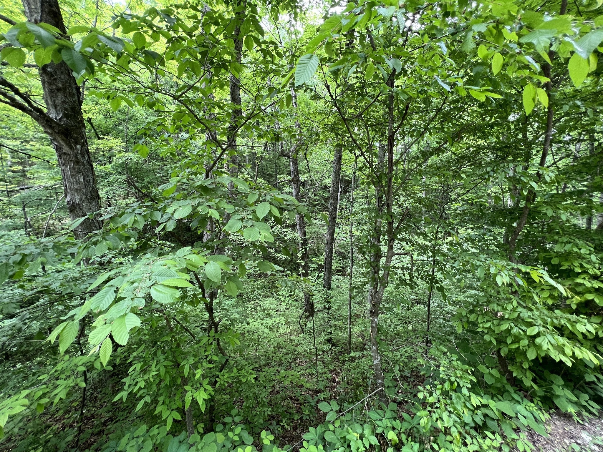 0 Clay Lick Rd