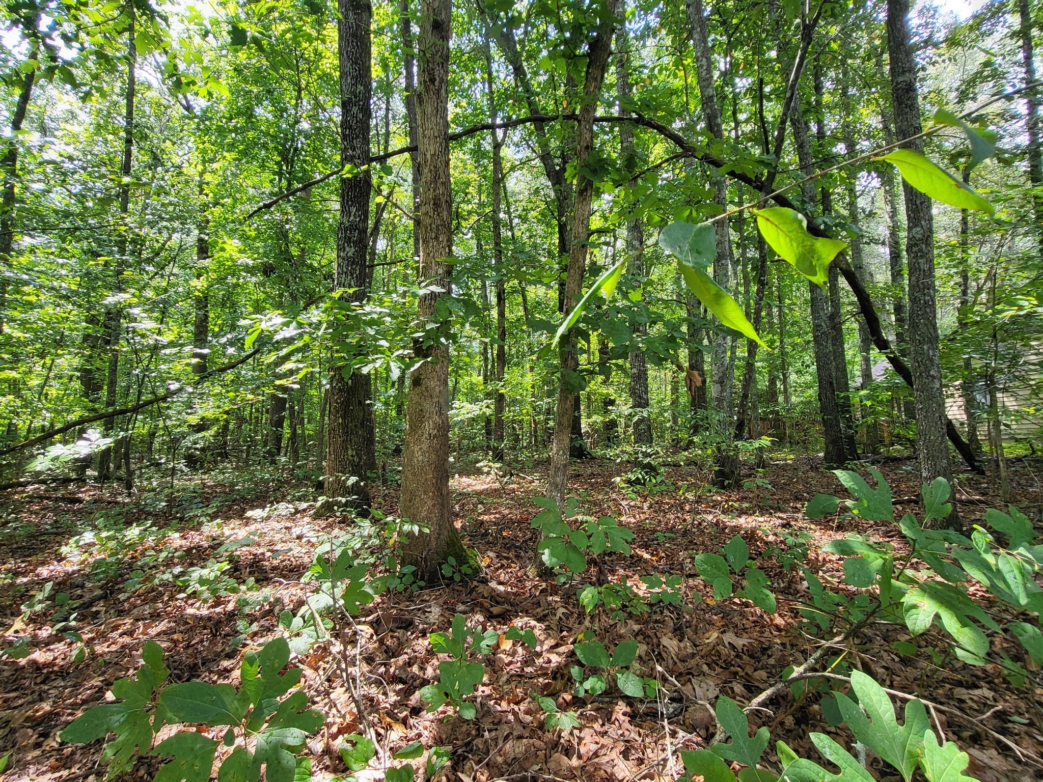 0 Carr Branch Lane - Photo 3