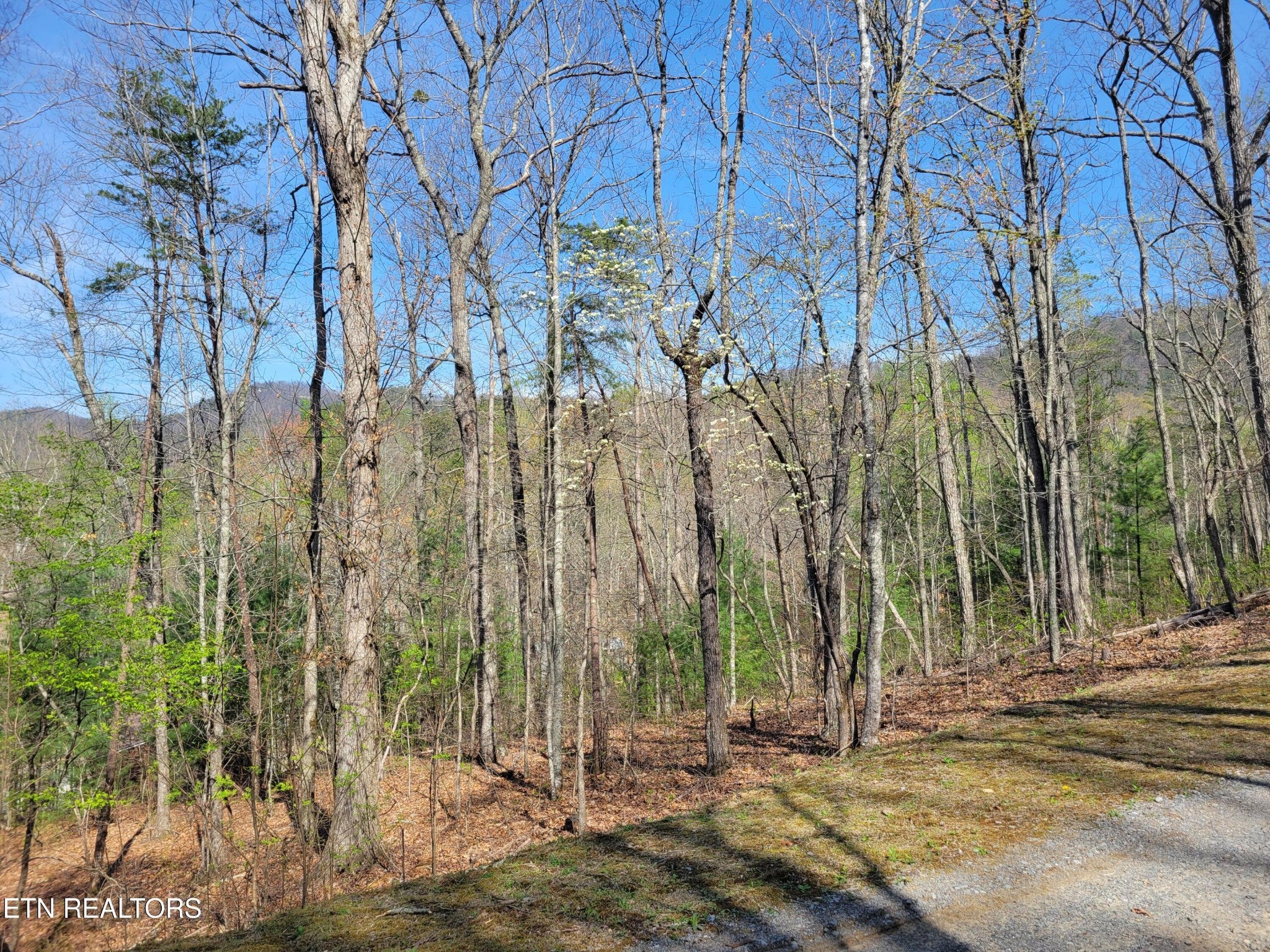 10 Black Oak Drive