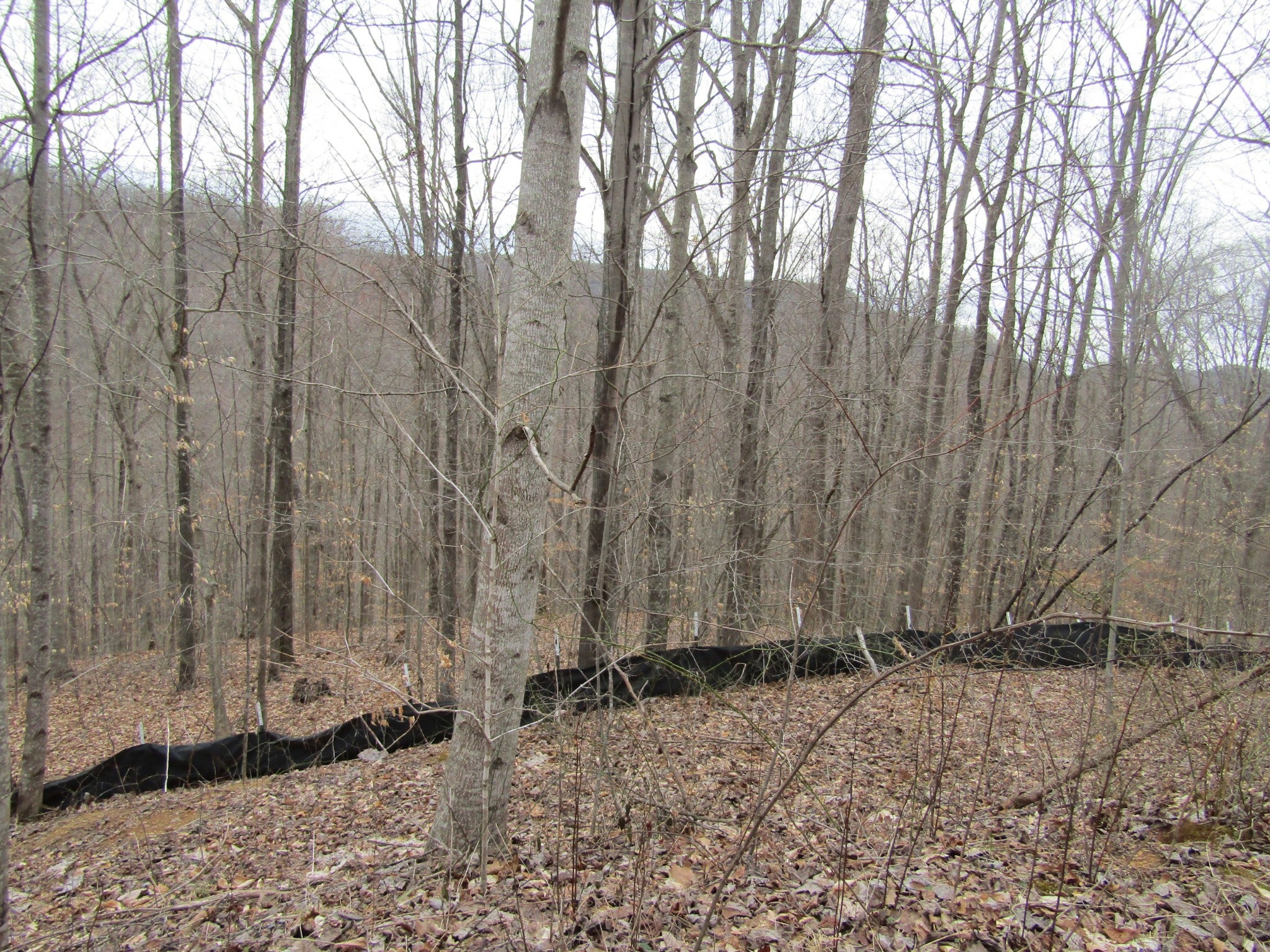 0 Bobcat Lane