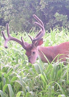 0 Ledbetter Hollow Rd