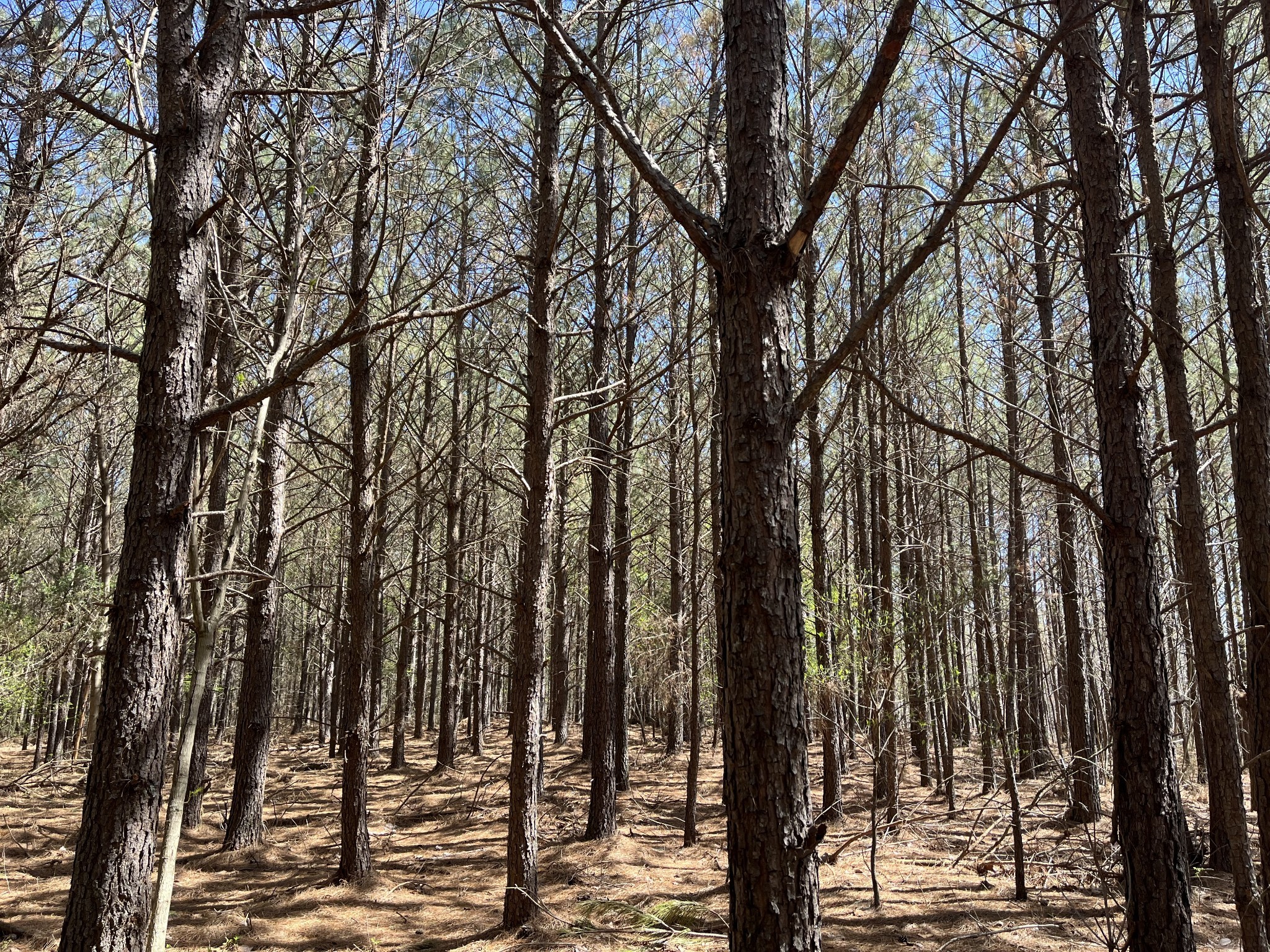 0 Sassafras Stand Ridge Road