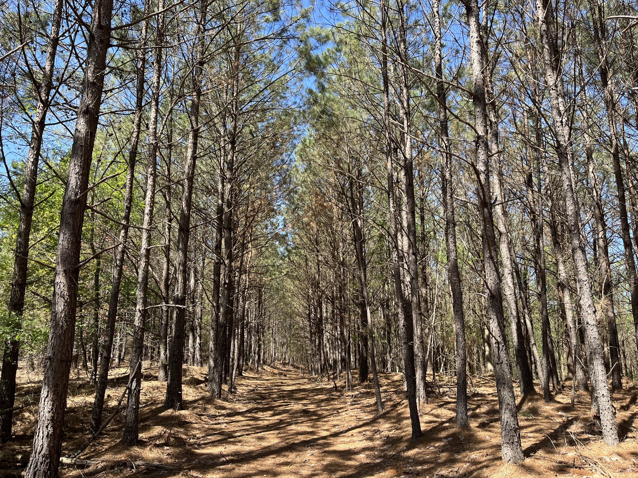 0 Sassafras Stand Ridge Road